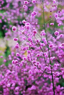 Thalictrum: Meadow Rue