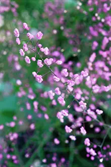 Thalictrum: Meadow Rue