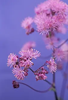 Thalictrum: Meadow Rue