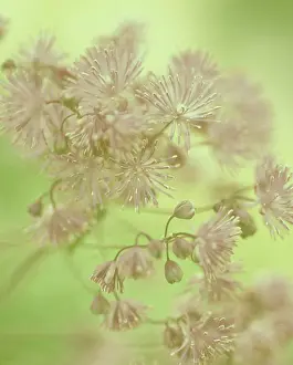 Crazy: Meadow Rue