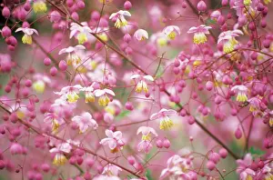 Imaginary: Meadow Rue