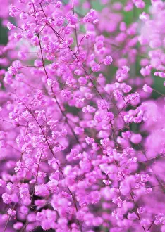 Crazy: Meadow Rue