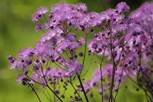 Fragile: Meadow Rue