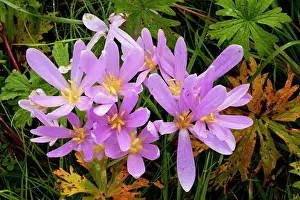 Autumnale: Meadow Saffron or Autumn Crocus, in flower in hay