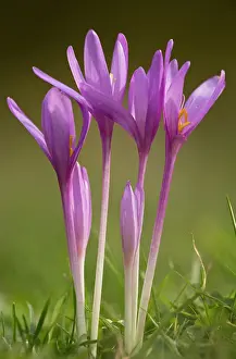 Contre: Meadow Saffron / Autumn Crocus - in meadow