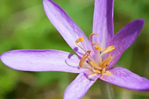Autumnale: Meadow Saffron - close-up of individual flower in a meadow
