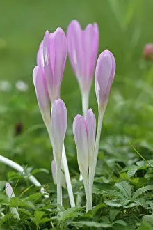 Elbe: Meadow saffron (Colchicum autumnale), flower group