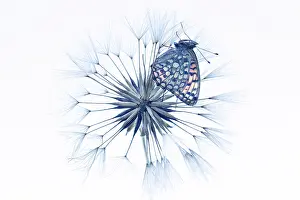 Tragopogon: Meadow Salsify