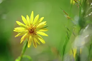 Beard: Meadow Salsify