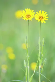 Gotland: Meadow Salsify