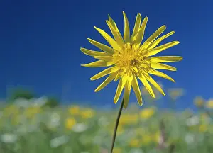 Tragopogon: Meadow salsify in colourful spring meadow