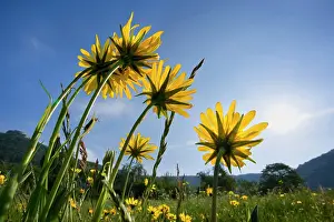 Tragopogon: Meadow Salsify - flowering on a meadow in spring