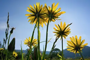Tragopogon: Meadow Salsify - flowering on a meadow in spring