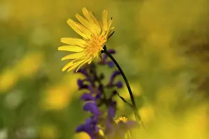 Tragopogon: Meadow Salsify - flowering on a meadow in spring