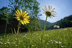 Tragopogon: Meadow Salsify - flowering on a meadow in spring