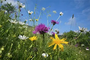 Tragopogon: Meadow Salsify - with Greater Knapweed (Centaurea