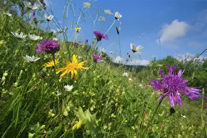 Tragopogon: Meadow Salsify - with Greater Knapweed (Centaurea