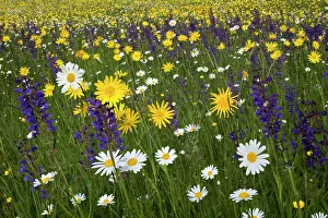 Tragopogon: Meadow Salsify - with Oxeye Daisy (Leucanthemum