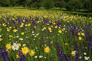 Tragopogon: Meadow Salsify - with Oxeye Daisy (Leucanthemum
