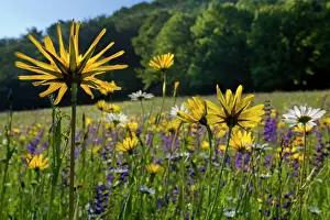 Tragopogon: Meadow Salsify - with Oxeye Daisy (Leucanthemum