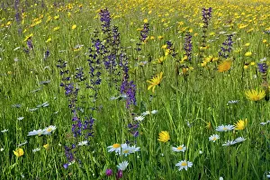 Tragopogon: Meadow Salsify - with Oxeye Daisy (Leucanthemum