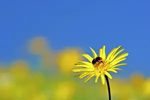 Tragopogon: Meadow Salsify and Red-tailed Bumblebee (Bombus