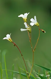 Saxifrage: Meadow SAXIFRAGE