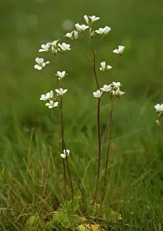Saxifrage: Meadow Saxifrage