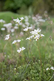 Saxifrage: Meadow Saxifrage