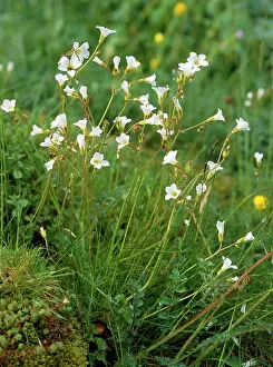 Saxifrage: Meadow Saxifrage - old pasture