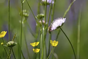 Bees: Meadow in spring with bee, May, Germany