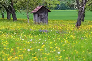 Cabin: Meadow in spring with blossoming fruit tree and