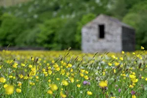 Huts: Meadow - Summer - Muker - Swaledale - Yorkshire Dales - UK