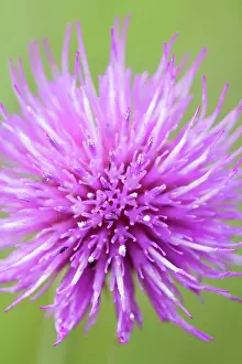 Dissectum: Meadow Thistle Flower