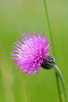 Dissectum: Meadow Thistle Flower