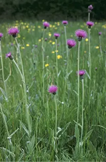 Thistle: MEADOW THISTLE - tall group