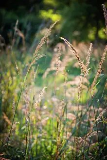 Prairie: Meadow, Tippecanoe State Park, Indiana, USA