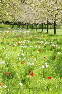 Combinations: Meadow, with trees in blossom and variety of spring flowerin