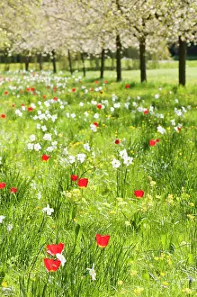 Combinations: Meadow, with trees in blossom and variety of spring flowerin
