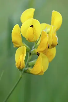 Sweet: Meadow vetchling (Lathyrus pratensis), flower, Middle