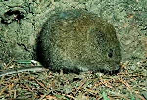 Microtus: MEADOW VOLE