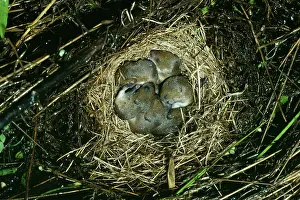 Microtus: Meadow Vole - Nest of young