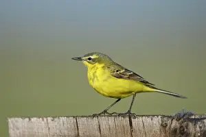 Flava: Meadow Wagtail (Motacilla flava), male, April, Texel