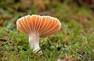 Hygrocybe: Meadow Waxcap - edible species - in old grazed grassland