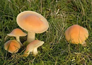 Hygrocybe: Meadow waxcap in grassland