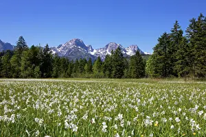 Amaryllidaceae: Meadow with white daffodils (Narcissus poeticus)