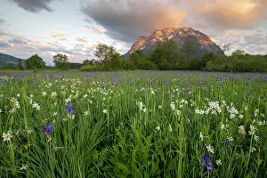 Styria: Meadow with white mountain daffodils (Narcissus