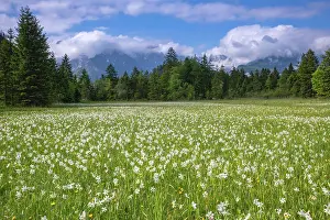 Amaryllidaceae: Meadow with white mountain daffodils (Narcissus