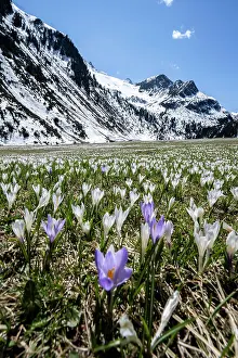 Tyrol: Meadow full of white and purple crocuses, sea of
