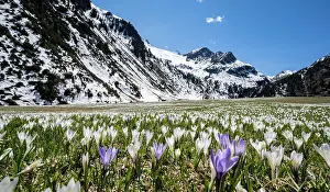 Tyrol: Meadow full of white and purple crocuses, sea of